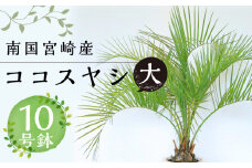 南国宮崎産 ココスヤシ 大（10号鉢)_M005-007