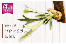 【期間限定】【母の日】コウモリラン 板付け（ネザーランド）_M238-006-MD
