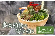 多肉植物の寄せ植え　Lサイズ_M238-008_03