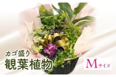 観葉植物 カゴ盛り Mサイズ_M238-007_02