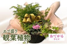 観葉植物 カゴ盛り おてがるサイズ_M238-007_01
