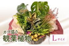 観葉植物 カゴ盛り Lサイズ_M238-007_03