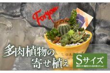 多肉植物の寄せ植え　Sサイズ_M238-008_01