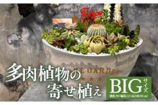 多肉植物の寄せ植え　BIGサイズ_M238-008_04