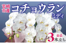 宮崎市産 コチョウランミディ 3本立ち 白系_M238-001