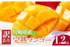 《2025年発送》宮崎県産 訳あり完熟マンゴー 1.2kg_M320-005