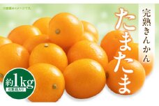 【期間・数量限定】完熟きんかん「たまたま」 約1kg 化粧箱_M344-007