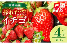 《2026年発送先行予約》【期間・数量限定】宮崎県産イチゴ 4パック_M359-004-02