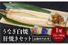 《2025年9月発送予定》うなぎ白焼(大サイズ)・肝焼きセット_M069-022-sep