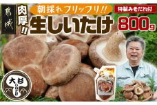都城産朝採れ肉厚生しいたけ_AA-8701_(都城市) 特製みそだれ付き 朝採れ生椎茸 約400g×1袋・約200g×2袋 計800g どんこ椎茸 ギフトにも 国産 宮崎県産 チーズとも相性抜群 山之口町産 冷蔵保存 冷凍保存可