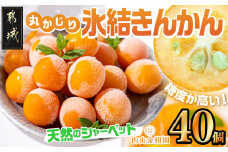 天然のシャーベット! 丸かじり氷結きんかん_AA-B502_(都城市) 都城産 完熟きんかん 糖度16度以上 冷凍きんかん 急速冷凍 甘露煮 コンポート 皮のまま丸ごと