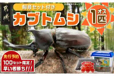 【2025年6月～8月順次お届け】カブトムシ(飼育セット付き) ※限定100セット※_LG-3311_ (都城市)国産カブトムシ オス 飼育セッ ト夏休み 子ども ゼリー 自由研究 プレゼント