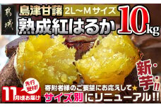 先行受付!【11月お届け】島津甘藷　熟成紅はるか 10kg(2L～M)_AA-A701-11_(都城市) 島津甘藷 紅はるか 未選別 10kg 2L～M 新芋