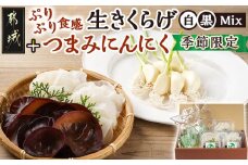 ≪季節限定!≫ぷりぷり食感の生きくらげ(白&黒Mix)+つまみにんにくセット_11-C902_(都城市)生きくらげ 黒きくらげ 白きくらげ 130g×3パック つまみにんにく スーパーフード