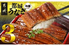 宮崎県育ちのうなぎ蒲焼3尾500g以上≪山椒・たれ付≫_AC-M301_(都城市) うなぎ蒲焼(有頭) 宮崎県産 真空 山椒・たれ付