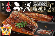 【敬老の日】職人手焼きの本格うなぎ蒲焼き2尾≪9月11日～15日お届け≫_MJ-3305-KG_(都城市) 国産 本格 うなぎ 鰻 蒲焼 宮崎 じっくり 特製タレ 香り豊かな ふっくら 香ばしい うなぎ
