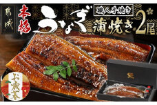 【お歳暮】職人手焼きの本格うなぎ蒲焼き2尾≪11月17日～12月21日お届け≫_MJ-3305-WG_(都城市) 国産 本格 うなぎ 鰻 蒲焼 宮崎 じっくり 特製タレ 香り豊かな ふっくら 香ばしい うなぎ