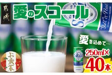 【お歳暮】『愛』を込めて・・・愛のスコール250ml×40本(2ケース)≪11月17日～12月21日お届け≫_13-2305-WG_(都城市) 炭酸飲料 スコール 250ml 20本 2ケース