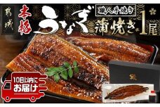 職人手焼きの本格うなぎ蒲焼き1尾≪みやこんじょ特急便≫_LG8-3310-Q_(都城市) 10日以内お届け スピード配送 鰻蒲焼 1尾 (総重量150g以上) タレ付き (30ml×1個) 国産うなぎの蒲焼き 特製たれ付き 冷凍 ウナギ かば焼き うなぎ