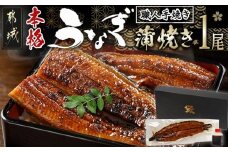 職人手焼きの本格うなぎ蒲焼き1尾_LG8-3310_(都城市) 鰻蒲焼 1尾 (総重量150g以上) タレ付き (30ml×1個) 国産うなぎの蒲焼き 特製たれ付き 冷凍 ウナギ かば焼き うなぎ