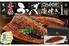 【お中元】職人手焼きの本格うなぎ蒲焼き1尾_LG8-3310-SG_(都城市) 鰻蒲焼 1尾 (総重量150g以上) タレ付き (30ml×1個) 国産うなぎの蒲焼き 特製たれ付き 冷凍 ウナギ かば焼き うなぎ 中元 夏 ギフト 贈答