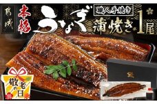 【敬老の日】職人手焼きの本格うなぎ蒲焼き1尾≪9月11日～15日お届け≫_LG8-3310-KG_(都城市) 鰻蒲焼 1尾 (総重量150g以上) タレ付き (30ml×1個) 国産うなぎの蒲焼き 特製たれ付き 冷凍 ウナギ かば焼き うなぎ ギフト 贈答 敬老の日