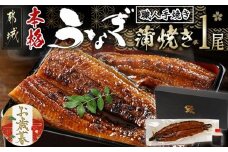 【お歳暮】職人手焼きの本格うなぎ蒲焼き1尾≪11月17日～12月21日お届け≫_LG8-3310-WG_(都城市) 鰻蒲焼 1尾 (総重量150g以上) タレ付き (30ml×1個) 国産うなぎの蒲焼き 特製たれ付き 冷凍 ウナギ かば焼き うなぎ 冬ギフト 贈答