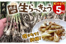 【先行受付!】掘りたて!新鮮!!根付き土付き生らっきょう5kg≪2026年5月中旬以降順次お届け≫_12-L701_(都城市) 都城産 根付き・土付き らっきょう らっきょう漬 塩らっきょう 天ぷら 酢味噌和え 塩漬け 酢漬け