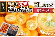 【先行受付！】【2月～3月お届け】都城産完熟きんかん 贈答用(2Lサイズ)_12-B502_(都城市) 都城産 完熟きんかん きんかん 2Lサイズ 48粒 糖度16度以上 柑橘類 ギフト 贈答用