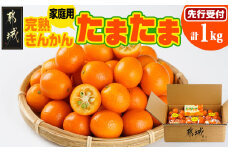 《先行受付!》 【家庭用】宮崎ブランド完熟きんかん「たまたま」1kg_LG-0101_(都城市) みやざきブランド 完熟きんかん たまたま Lサイズ 家庭用 糖度【16度以上】大きさ【直径2.8cm以上】
