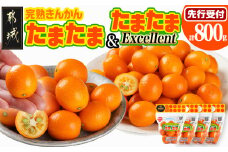 《先行受付!》 完熟きんかん「たまたまL」&「たまたまExcellent」 計800g (スタンドパック入り)_AO-0103_(都城市) みやざきブランド 完熟きんかん  たまたま 糖度16度以上 大きさ直径2.8cm以上 金柑たまたまの最高峰 エクセレント 糖度18度以上 サイズ2L以上
