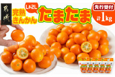 《先行受付!》 完熟きんかん「たまたまL&2L」 計1kg (スタンドパック入り)_AO-0104_(都城市) みやざきブランド 完熟きんかん たまたま Lサイズ 2Lサイズ スタンドパック