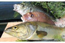 延岡市島浦島育ちの厳選鮮魚セット N015-YZC002