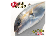 結城水産　金寿カンパチ　N015-YZC011