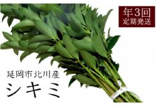 延岡市北川産シキミ（80cm程度）（3月・8月・12月定期配送） N009-YA221