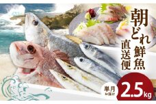 大和海商の朝どれ鮮魚直送便2.5kg N072-YA3340