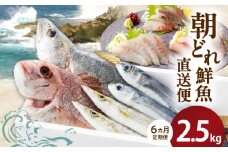 【6ヶ月定期便】大和海商の朝どれ鮮魚直送定期便2.5kg×６回 N072-YE094