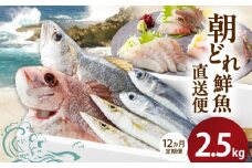 【12ヶ月定期便】大和海商の朝どれ鮮魚直送定期便2.5kg N072-YG0186