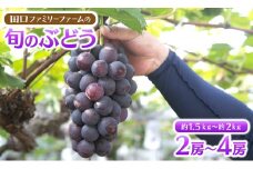 【田口ﾌｧﾐﾘｰﾌｧｰﾑ】旬のぶどう(2房~4房) N053-YZB073