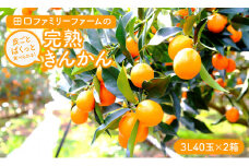 【田口ﾌｧﾐﾘｰﾌｧｰﾑ】皮ごとぱくっと!完熟きんかん3L　40玉×2箱(2025年2月中旬発送開始) N053-YZB231