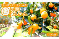 【田口ﾌｧﾐﾘｰﾌｧｰﾑ】皮ごとぱくっと!完熟きんかん3L　40玉(約1kg)(2025年2月中旬発送開始) N053-YZA157　
