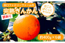【訳あり】完熟きんかんLサイズ 約400g×6袋(2025年2月中旬発送開始) N053-YZA365