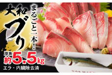 【10月～2月発送!!】まるごと一本！大和ブリ内臓処理済み刺身ぶりしゃぶ煮物 N072-YC630
