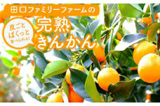 【訳あり】完熟きんかん2Lサイズ約400g×6袋(2025年2月中旬発送開始) N053-YZA548