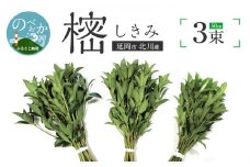 しきみ樒50cm N029-YA0147