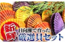 貝類Bセット N014-YZB915