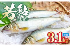 若鮎(生鮎)3.1㎏【冷蔵】 N070-YC230_1