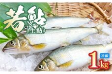 若鮎(生鮎)1㎏【冷蔵】 N070-YA3369_1
