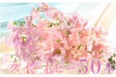 【1月～3月発送】スイートピー50本 N029-YC231