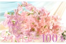 【1月～3月発送】スイートピー100本 N029-YE121